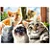 Puzzle 500 Peças Selfie Cats Grow - Imagem 2