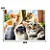 Puzzle 500 Peças Selfie Cats Grow - Imagem 3