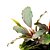 Bucephalandra Brownie Phoenix - Imagem 1