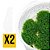 Kit Riccardia Chamedryfolia x2 - Imagem 1