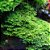 Kit Riccardia Chamedryfolia x2 - Imagem 7