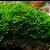 Kit Riccardia Chamedryfolia x5 - Imagem 7