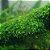 KIT Vesicularia Ferriei Weeping x2 - Imagem 2