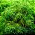 KIT Vesicularia Ferriei Weeping x4 - Imagem 3