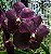 Vanda Robert's Delight Purple Blue - Cor Natural Roxo Escuro - Raiz Aérea - Imagem 2