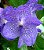 Vanda Sansai Blue - Flores Enormes - Raiz Aérea - Imagem 1