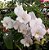 Orquídea Denphal Suphanburi White - Imagem 2