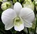 Orquídea Denphal Suphanburi White - Imagem 1