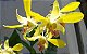 Orquídea Denphal Yellow - Imagem 2
