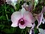 Orquídea Denphal Pink Stripe Black Eye - Imagem 2