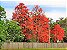 Muda de Árvore do Fogo Illawarra - Florada Vermelha Magnífica - Imagem 2
