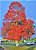 Muda de Árvore do Fogo Illawarra - Florada Vermelha Magnífica - Imagem 3