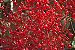 Muda de Árvore do Fogo Illawarra - Florada Vermelha Magnífica - Imagem 7