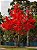 Muda de Árvore do Fogo Illawarra - Florada Vermelha Magnífica - Imagem 5