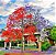 Muda de Árvore do Fogo Illawarra - Florada Vermelha Magnífica - Imagem 1