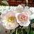 Rosa Trepadeira " NEW DAWAN" cores Mescladas Branco e Rosa - Imagem 2
