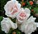 Rosa Trepadeira " NEW DAWAN" cores Mescladas Branco e Rosa - Imagem 3