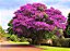 Quaresmeira Roxa - Tibouchina Granulosa - Imagem 1