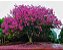 Muda de Paineira Gigante de Flores Rosas - Lote 88/20 - Imagem 1