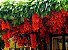 Trepadeira Jade Vermelha - Atrativo de Beija-flor - Imagem 6