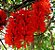 Trepadeira Jade Vermelha - Atrativo de Beija-flor - Imagem 7