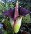 Jarro-Titã - Impressionante Maior Flor do Mundo - Imagem 3