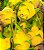 Pitaya Golden Amarela Frutas SEM ESPINHOS - Nova Variedade -  Única Amarela Sem Espinhos - Mudas Clonada - Imagem 5
