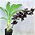 Orquídea Negra Monnierara Millennium Magic 'Witchcraft' FCC/AOS - COR NEGRA NATURAL MUITO RARA - Imagem 4