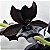 Orquídea Negra Monnierara Millennium Magic 'Witchcraft' FCC/AOS - COR NEGRA NATURAL MUITO RARA - Imagem 2