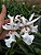 Orquídea Beallara Branca de Flores Grandes - Adulta - Imagem 2
