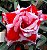 Rosa do Deserto H.U. Flor Dobrada Enxertada - Imagem 1