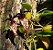 Orquídea Bulbophyllum Breviscapum - Imagem 2