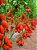 Kit Horta Em Vasos - Sementes de Alface Crespa - Tomate Napoleão - Cebola Roxa + Vaso triplo - Imagem 7