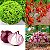 Kit Horta Em Vasos - Sementes de Alface Crespa - Tomate Napoleão - Cebola Roxa + Vaso triplo - Imagem 2