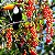 Kit 5 Frutíferas Atrativas de Pássaros - Fruto do Sabiá - Fruto do Tucano - Fruto do Pombo - Cha Chal - Guabiju - Imagem 2