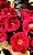 Rosa Barkarole Arbustiva Vermelha Veludo - Imagem 3