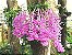 Orquídea Dendrobium Anosmum - Muda - Imagem 4
