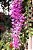 Orquídea Dendrobium Anosmum - Muda - Imagem 6