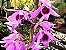 Orquídea Dendrobium Anosmum - Muda - Imagem 7