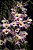 Orquídea Dendrobium falconeri - Raro - Imagem 2
