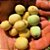 Marula ou Amarula - A verdadeira Fruta Que Produz o Famoso Licor - Raridade - Muda Clonada Produz em Vaso - Imagem 7