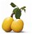 Marula ou Amarula - A verdadeira Fruta Que Produz o Famoso Licor - Raridade - Muda Clonada Produz em Vaso - Imagem 4