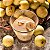 Marula ou Amarula - A verdadeira Fruta Que Produz o Famoso Licor - Raridade - Muda Clonada Produz em Vaso - Imagem 1