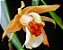 Orquídea Coelogyne lawrenceana - Adulta - Imagem 2