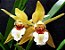 Orquídea Coelogyne lawrenceana - Adulta - Imagem 1