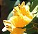Primavera de Flores Amarelas Alaranjadas - Imagem 3