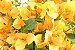 Primavera de Flores Amarelas Alaranjadas - Imagem 2