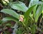Orquídea Tulipa - Anguloa virginalis - Imagem 3