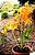 Orquídea Dendrobium Stardust Firebird - Adulta - Imagem 5