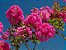 Resedá Gigante de Flor Rosa Muda - Imagem 6